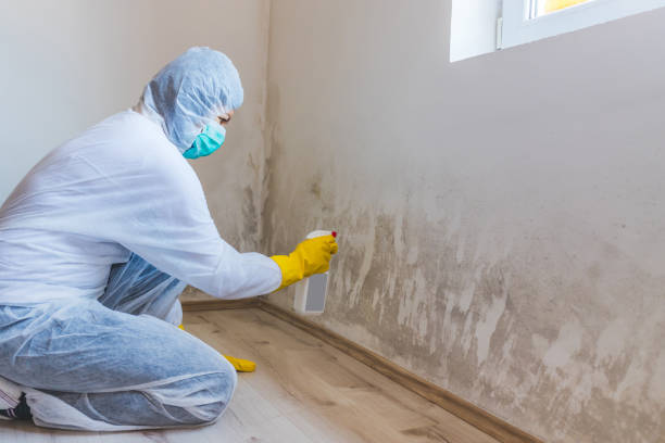 Licensed Basement Mold Removal service in Belmont, NC - WQB Mold Removal
