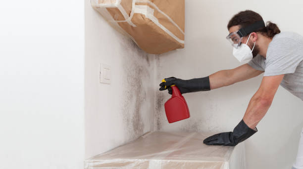 Professional Basement Mold Removal technician working in Belmont, NC