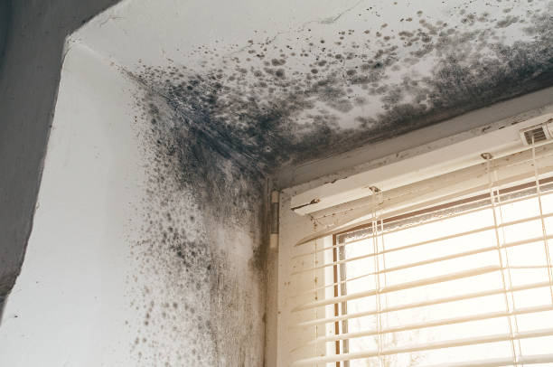 Affordable Basement Mold Removal solutions in Belmont, NC