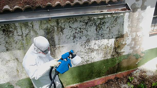 Top rated local Basement Mold Removal specialists in Belmont, NC